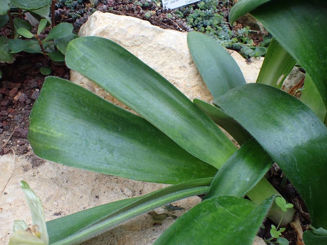 Haemanthus pauculifolius — search result for 'Haemanthus'