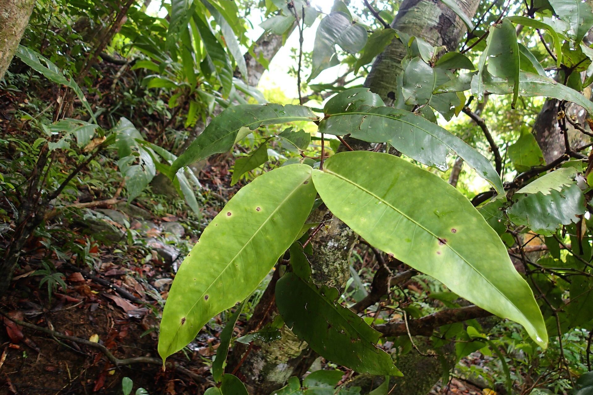 Eugenia mouensis — houseplant care guide