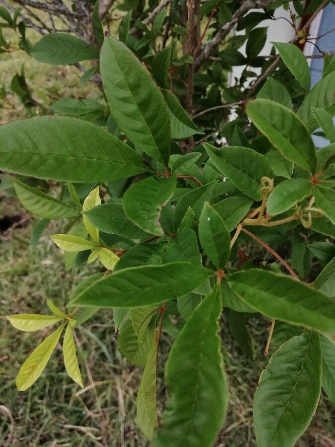 Vitex megapotamica leaf