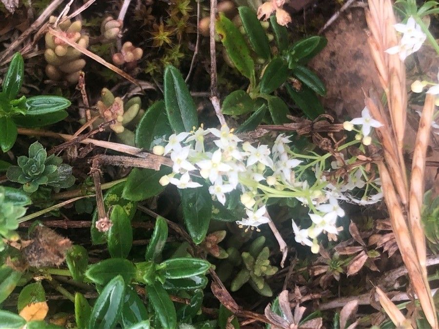 Galium pumilum flower