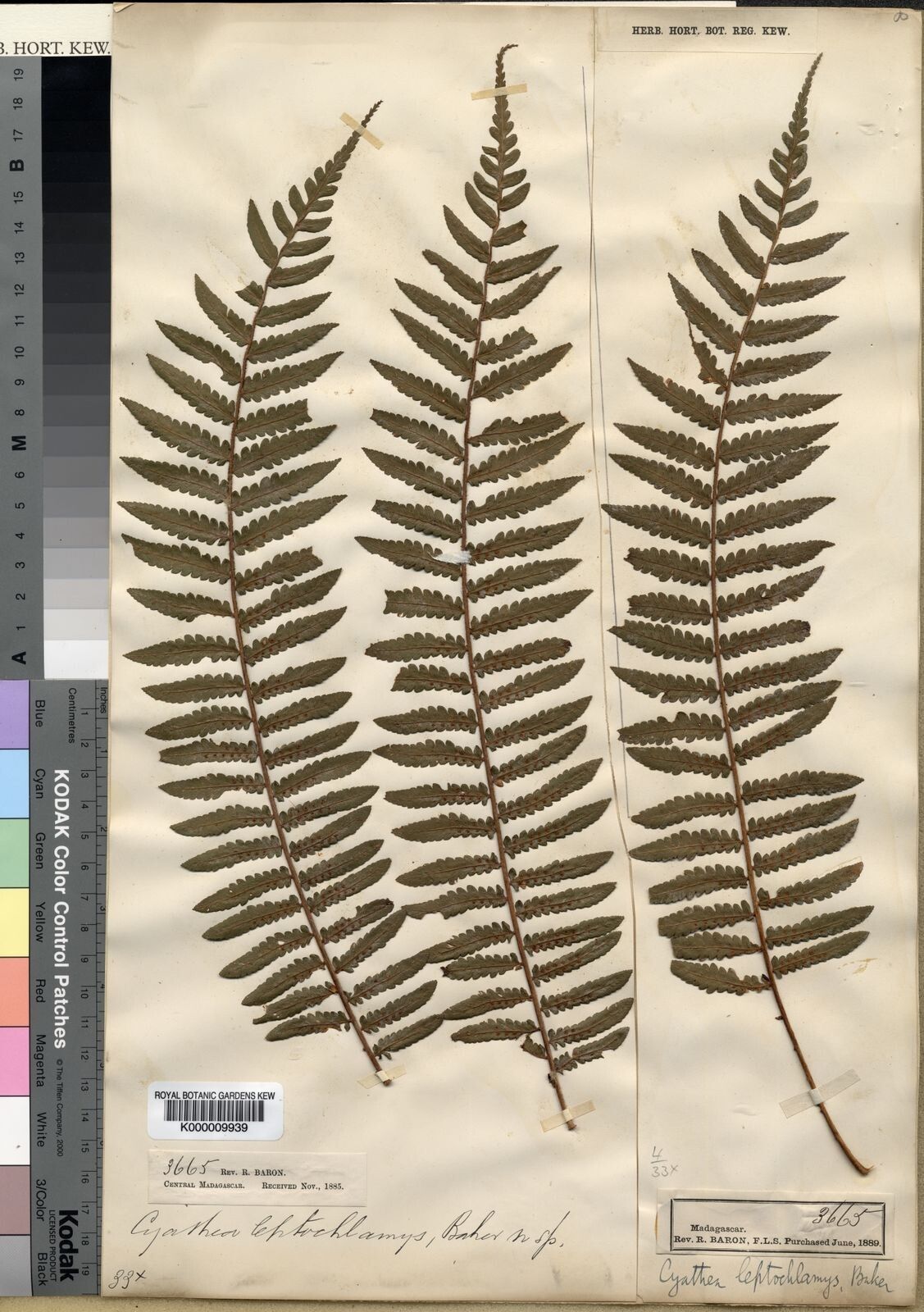 Alsophila leptochlamys — houseplant care guide