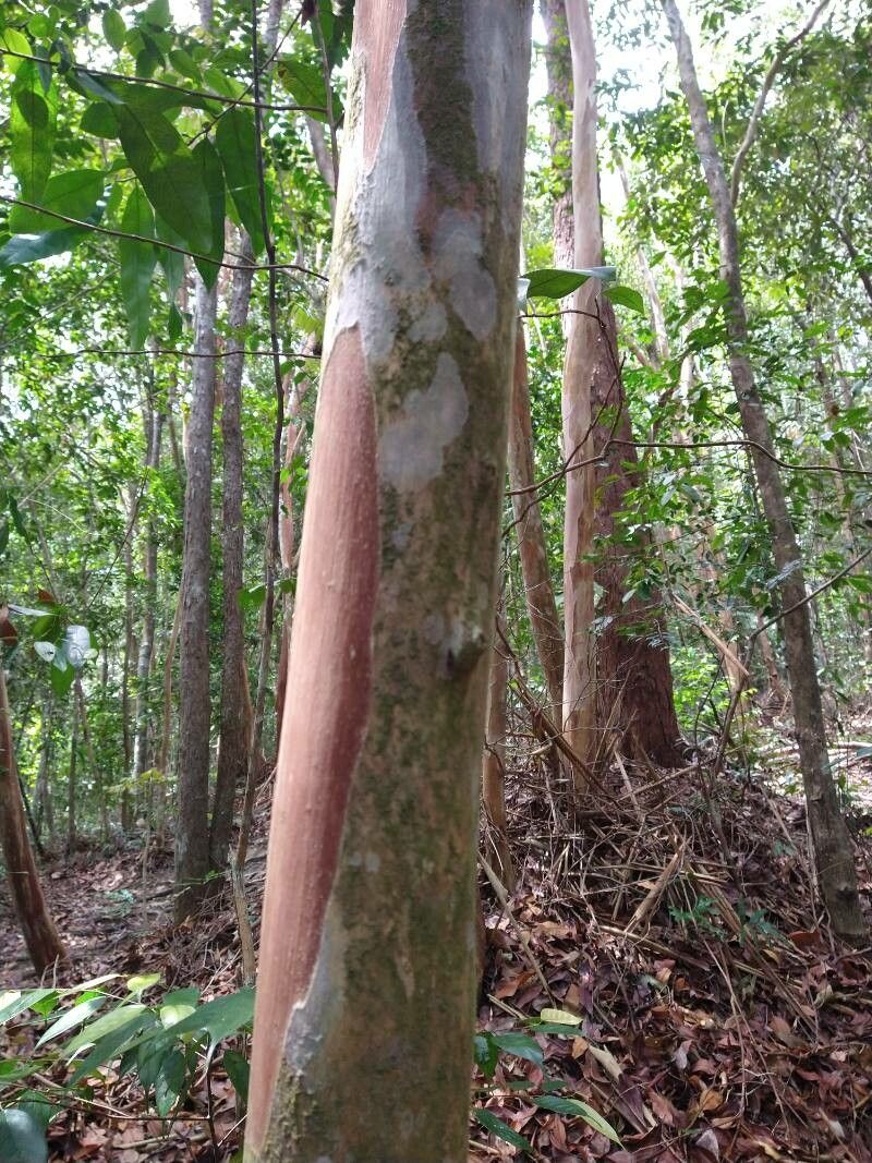 Tristaniopsis reticulata — houseplant care guide