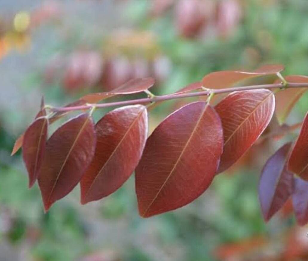 Plinia trunciflora — houseplant care guide