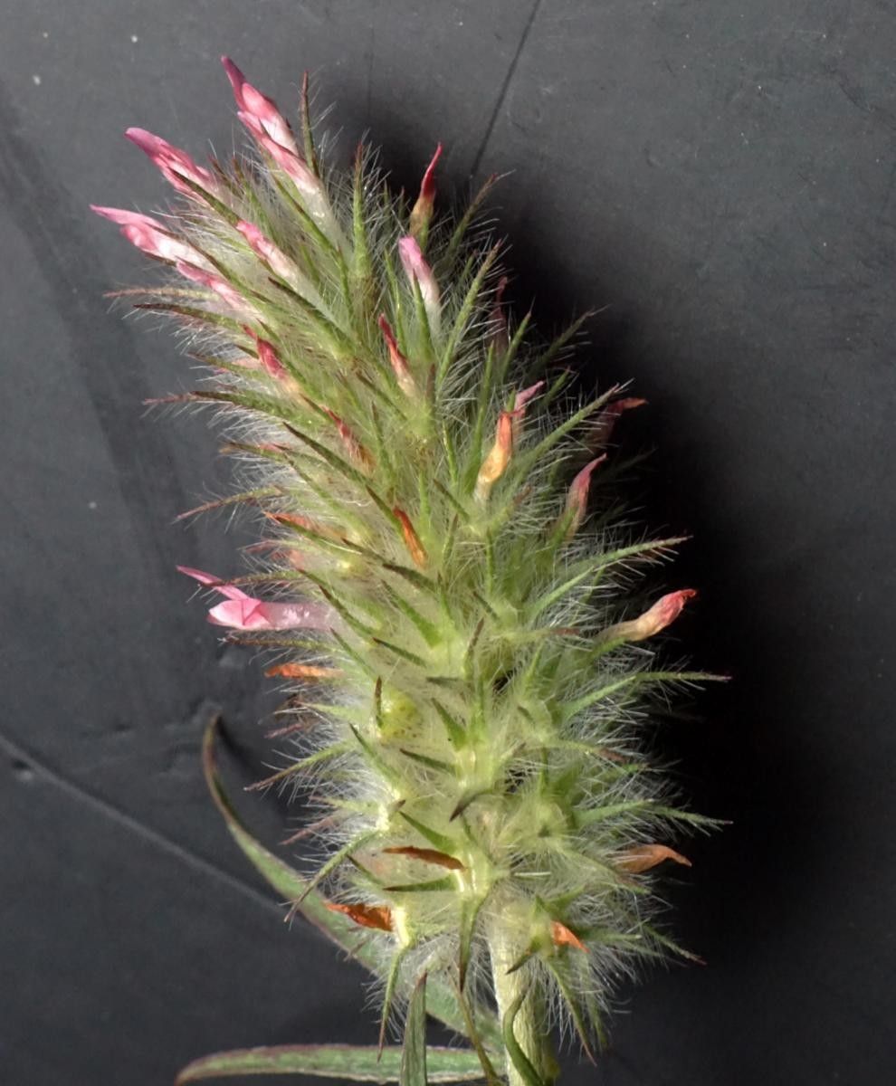 Trifolium infamia-ponertii flower
