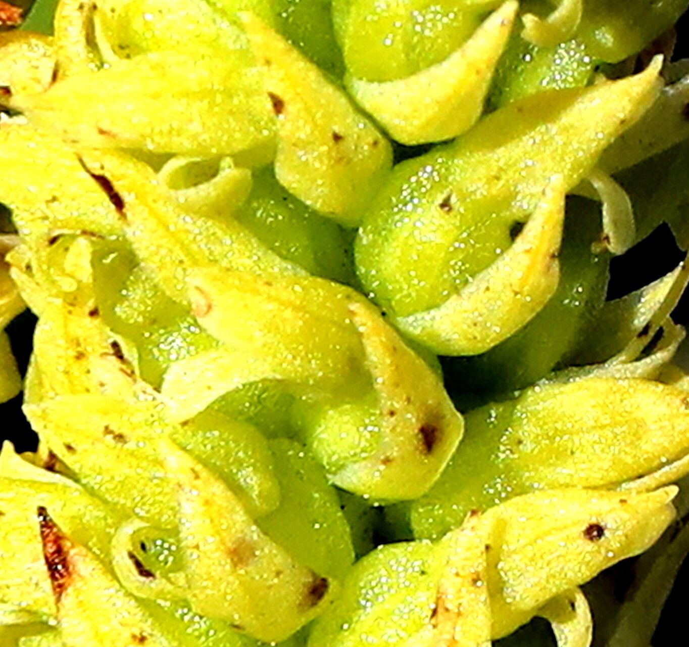 Disa cylindrica — houseplant care guide