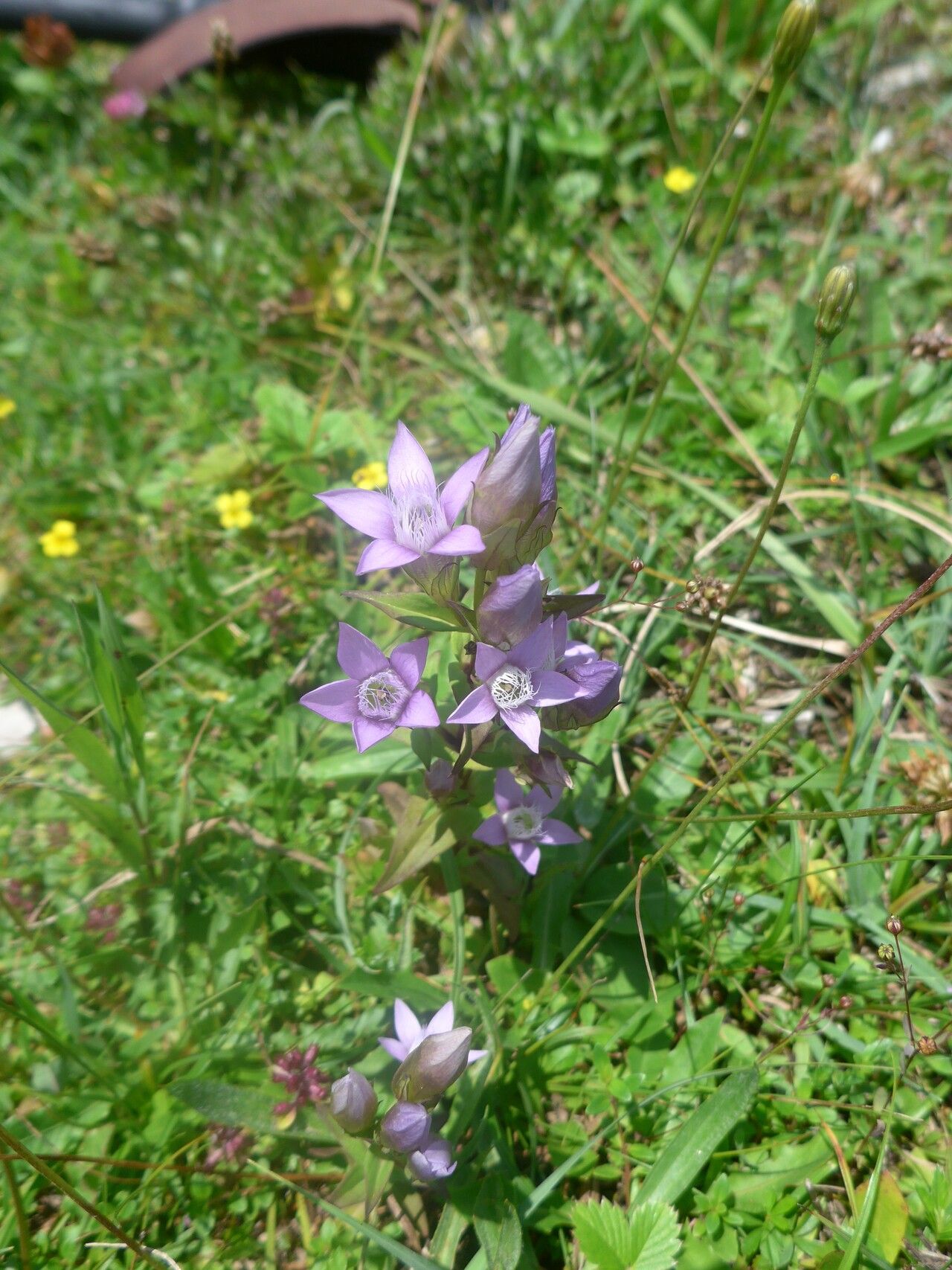 Gentianella obtusifolia habit