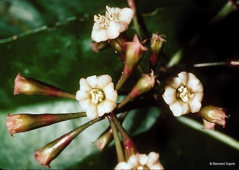 Pisonia gigantocarpa — related species from the same genus