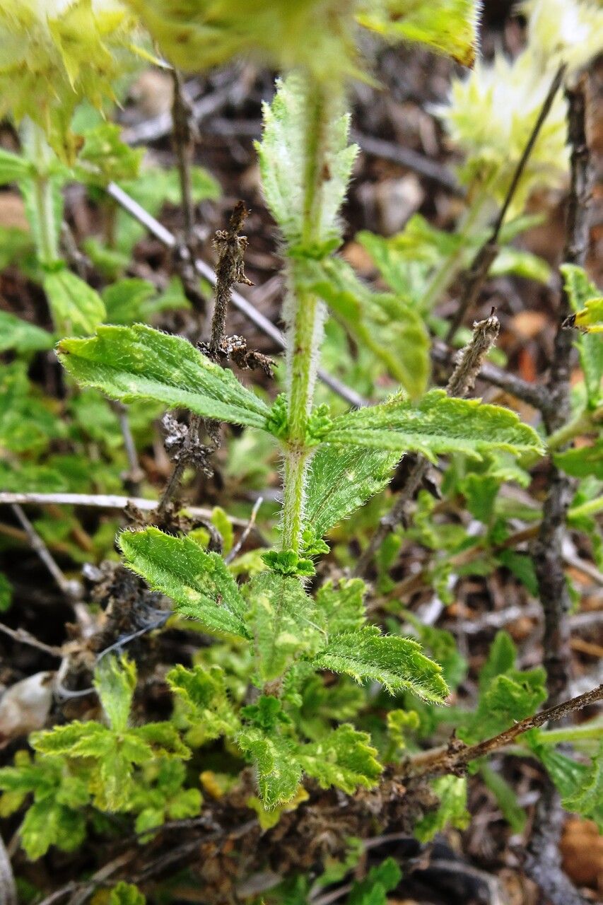 Sideritis hirsuta — search result for 'Sideritis'