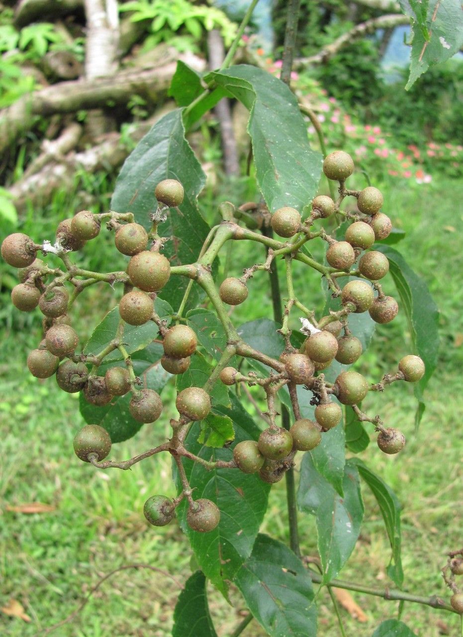Cissus serrulatifolia fruit