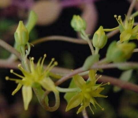 Sedum hultenii flower