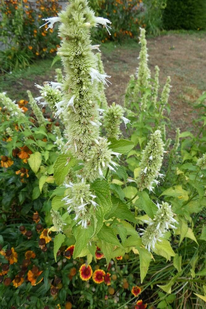 Agastache rugosa flower