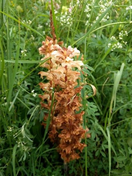 Orobanche arenaria — houseplant care guide