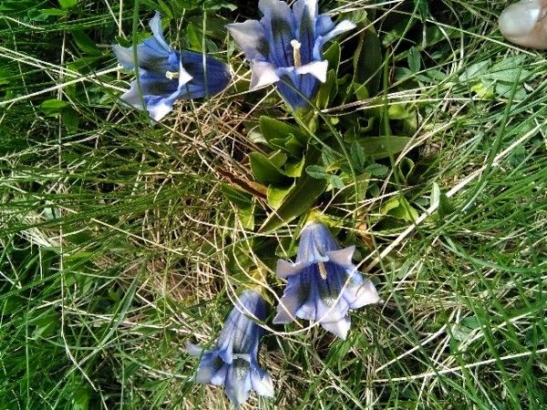 Gentiana pneumonanthe — search result for 'Germany'