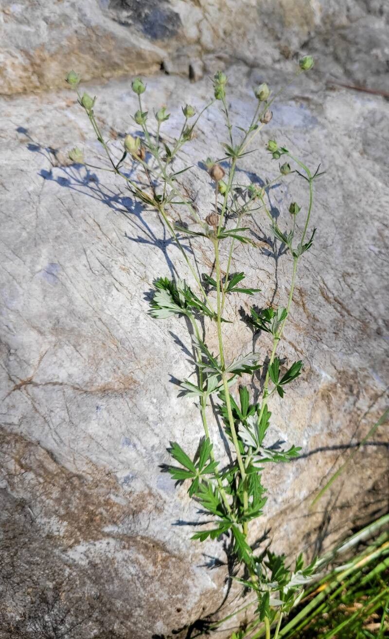 Potentilla virgata habit