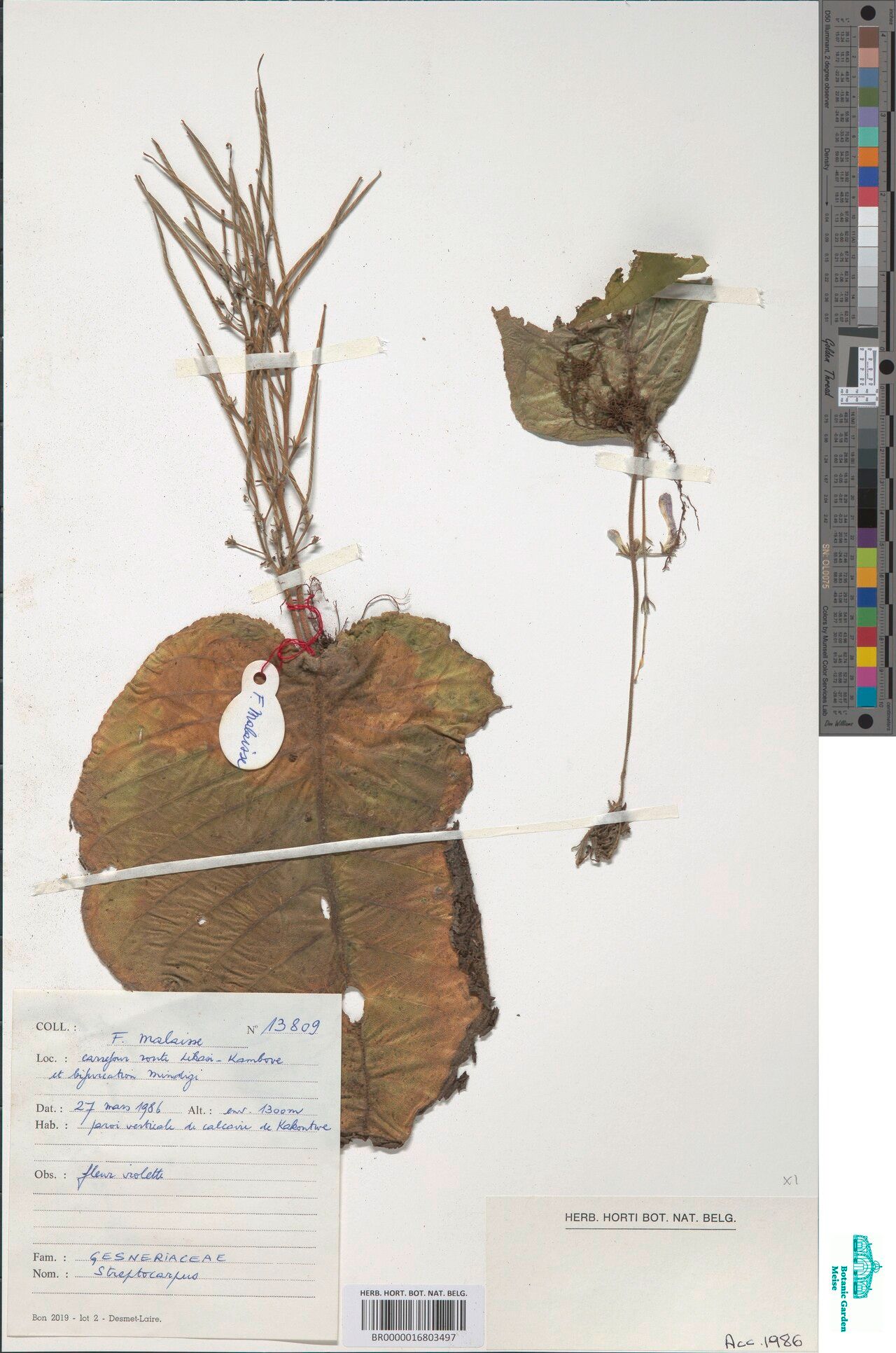 Streptocarpus schaijesii — search result for 'Streptocarpus'