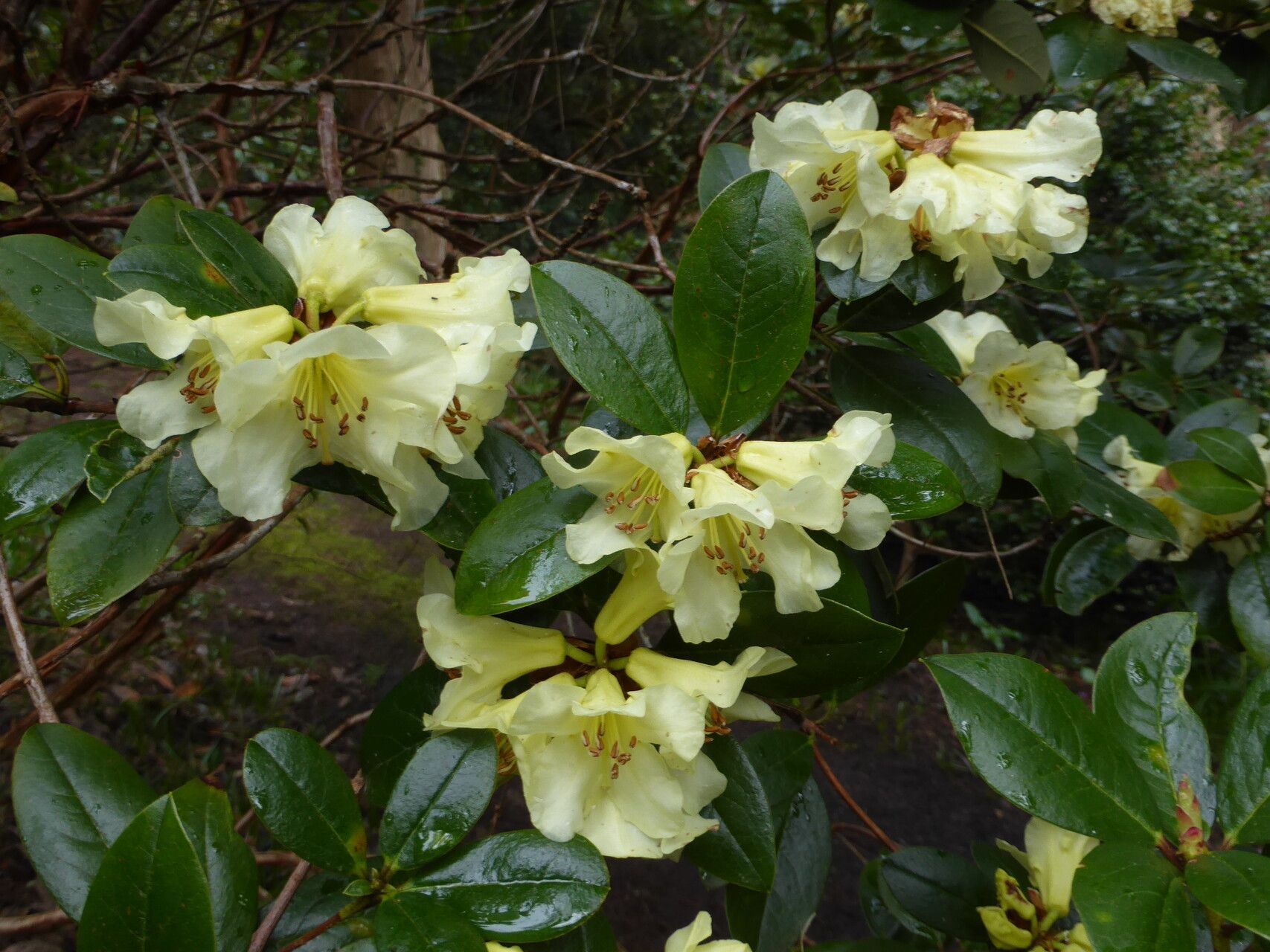 Rhododendron chrysodoron flower
