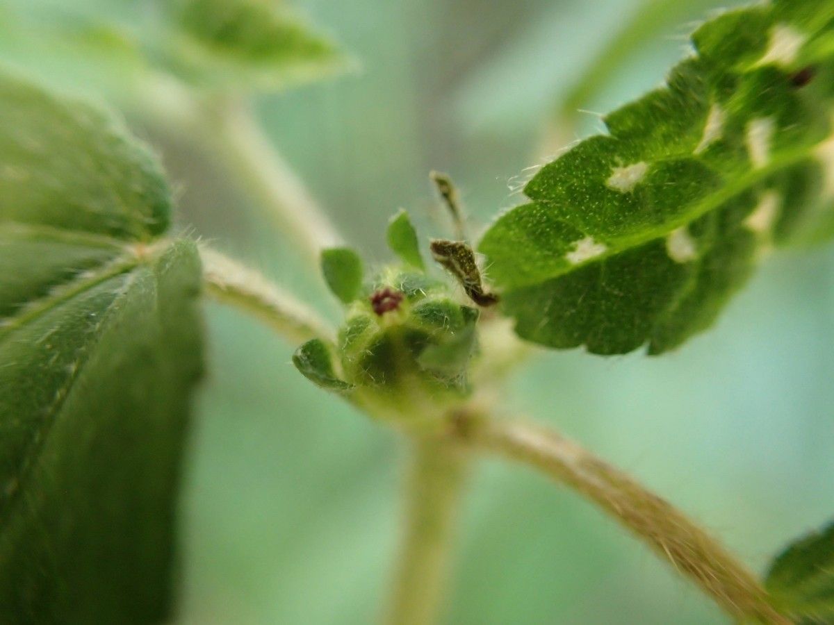 Croton hirtus fruit