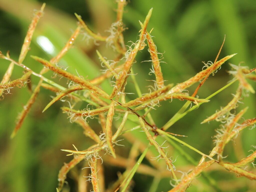Cyperus tuberosus fruit