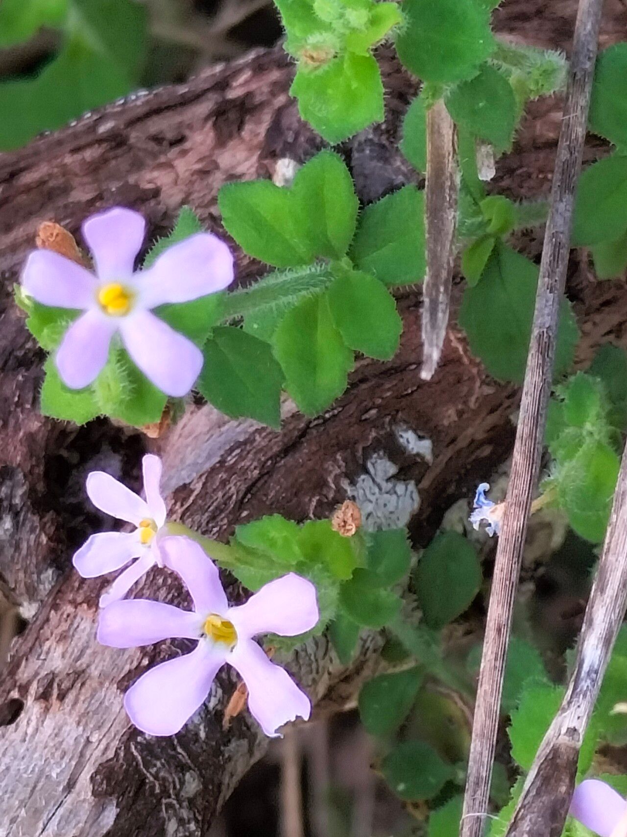 Chaenostoma hispidum flower