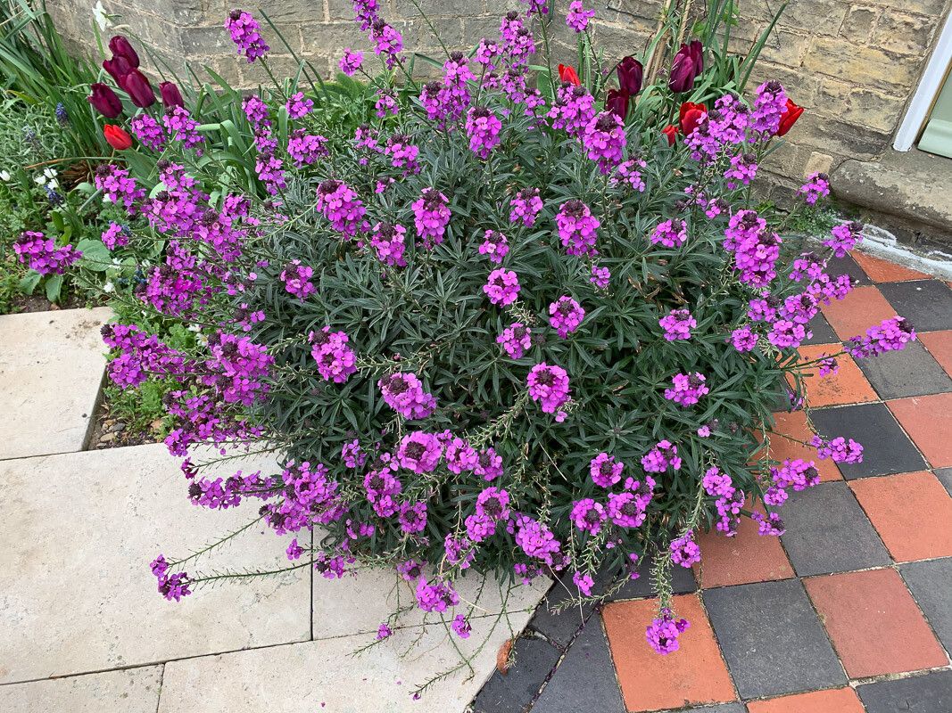 Erysimum linifolium flower