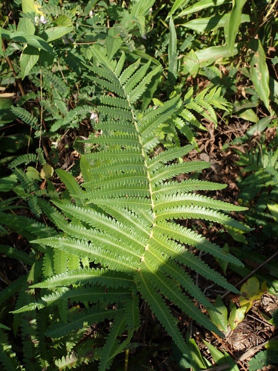 Thelypteris striata leaf