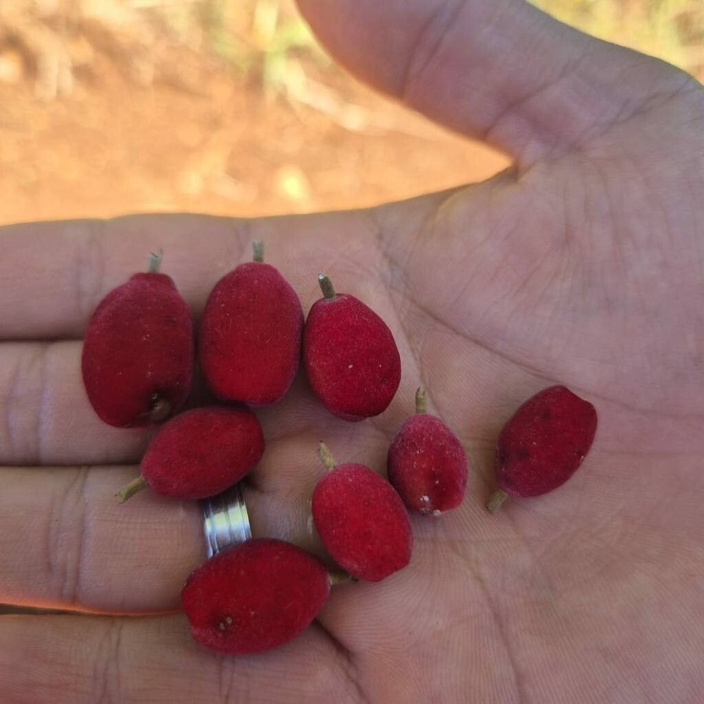 Guettarda pohliana — houseplant care guide