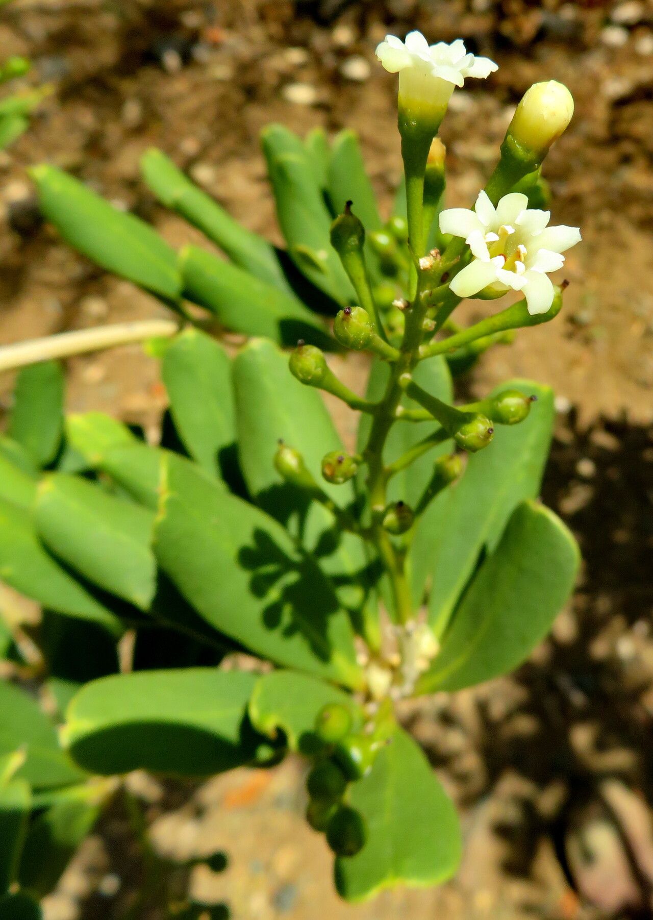Jacquinia arborea habit