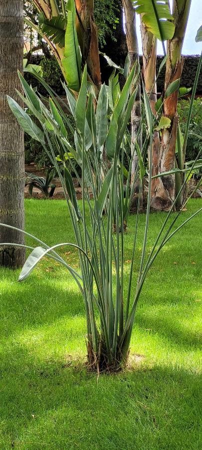 Strelitzia juncea leaf