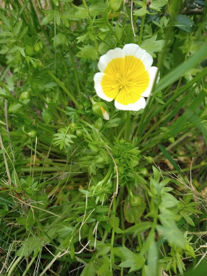 Limnanthes douglasii — search result for 'West Coast of North America'