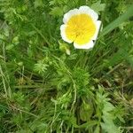 Limnanthes douglasii