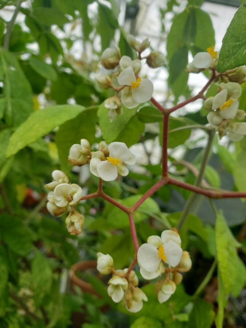 Citropsis daweana flower