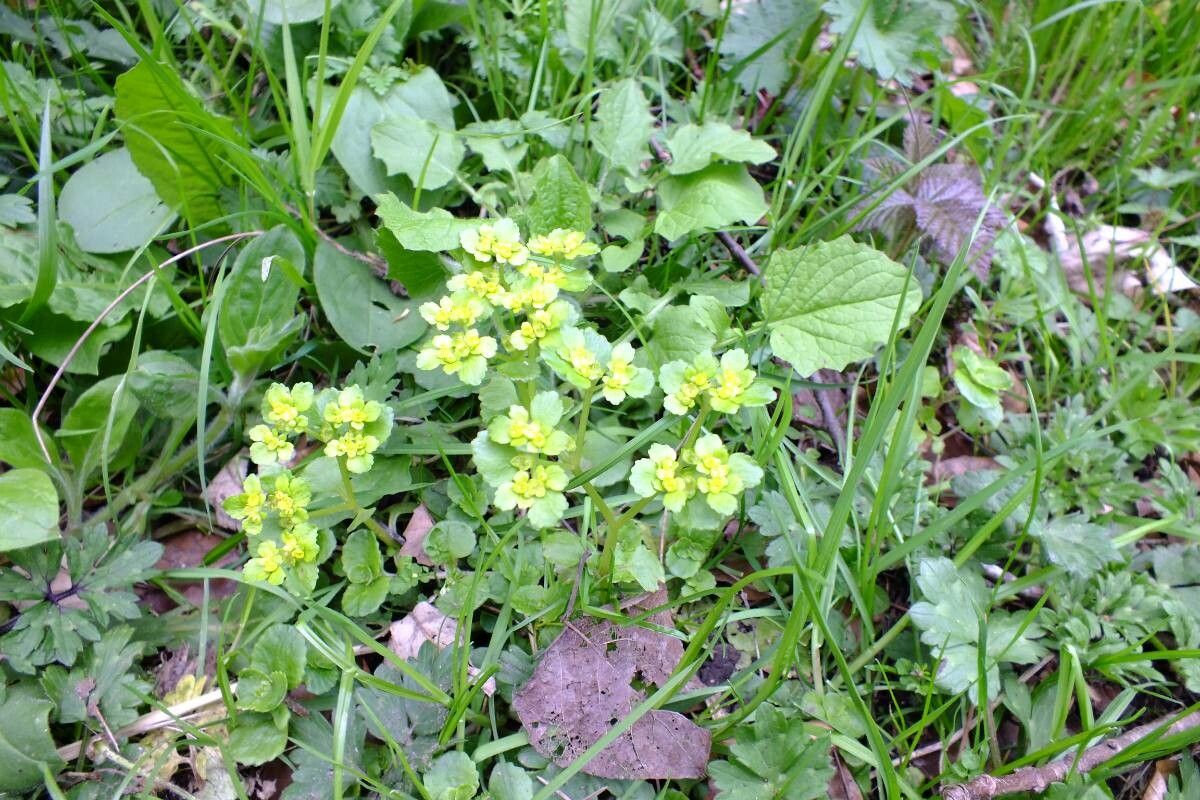 Chrysosplenium oppositifolium — search result for 'Saxifragaceae'
