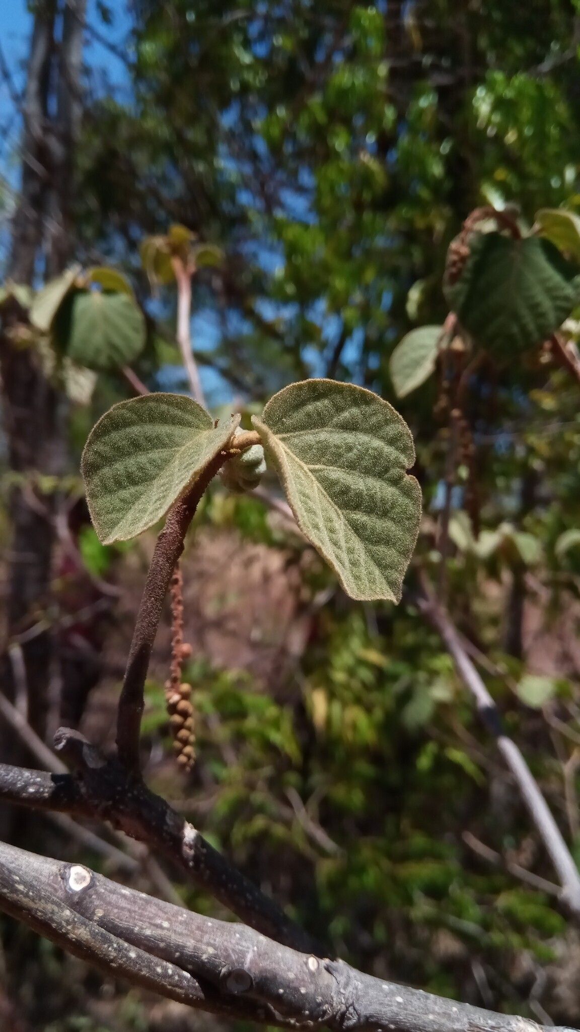 Croton danguyanus — houseplant care guide
