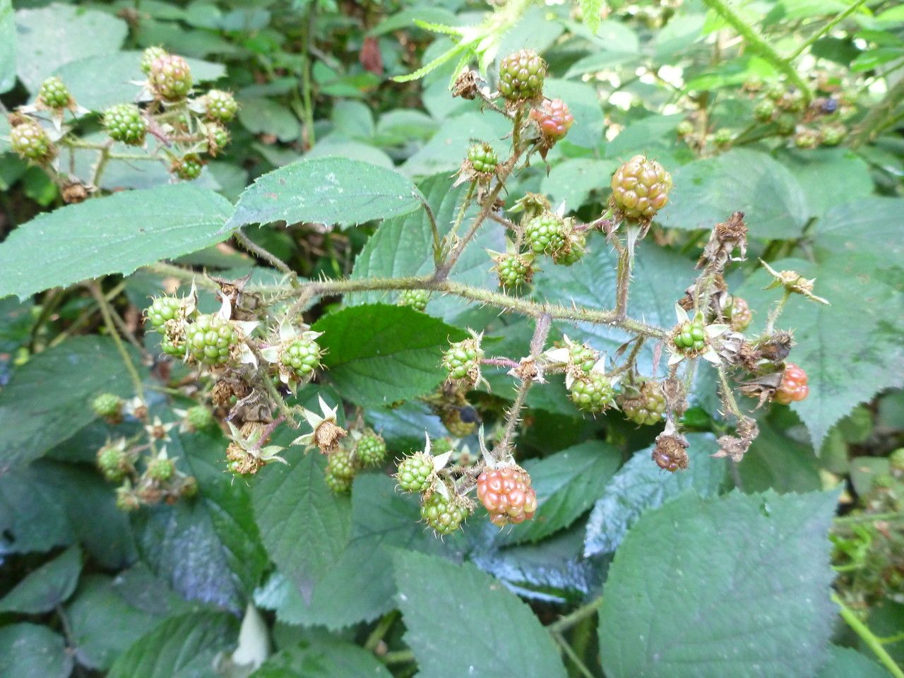 Rubus praticolor flower