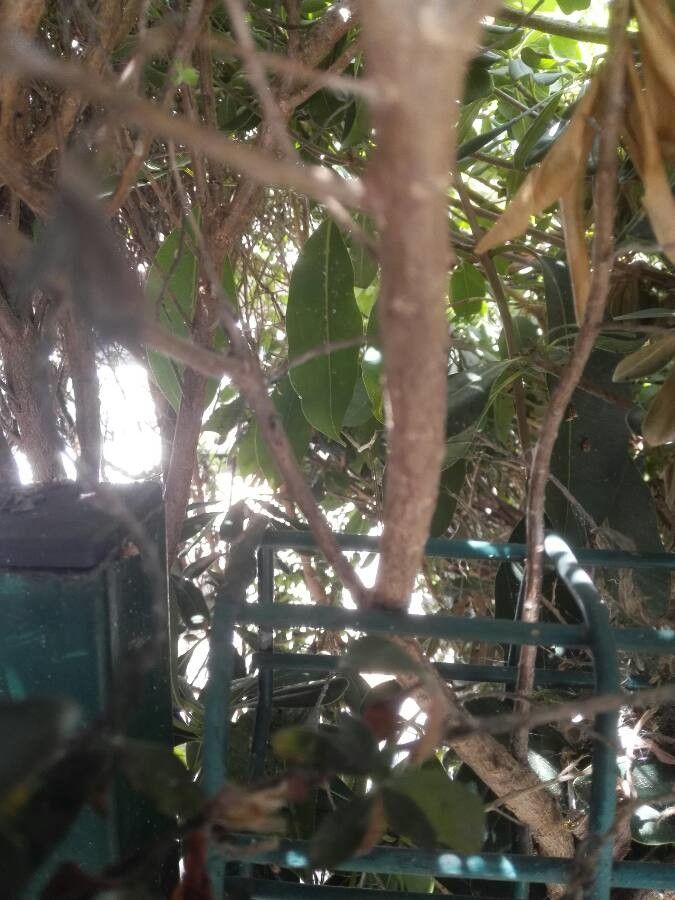 Leucophyllum candidum bark