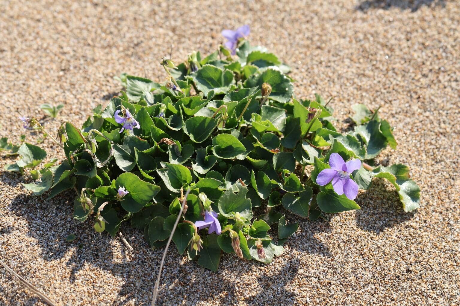 Viola grayi flower