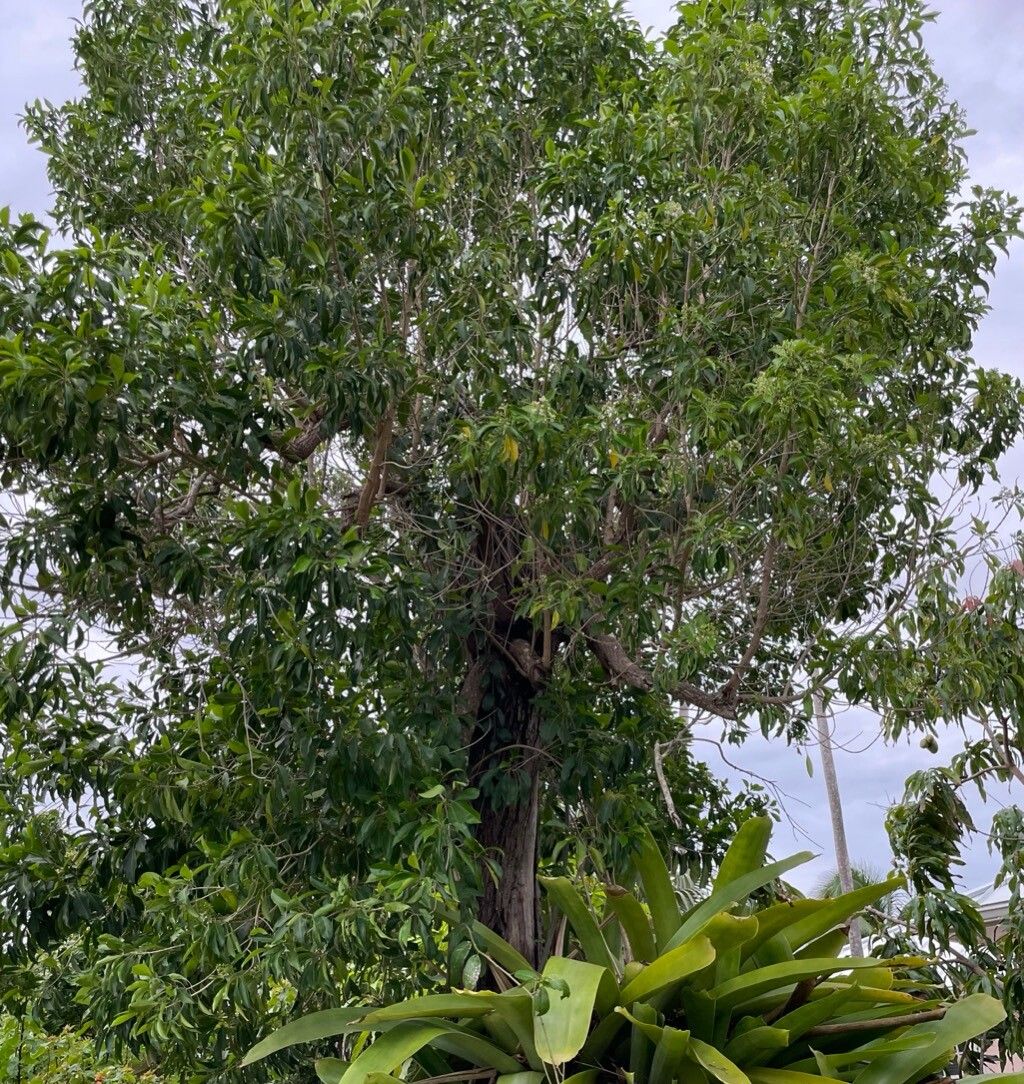 Chionanthus caymanensis habit