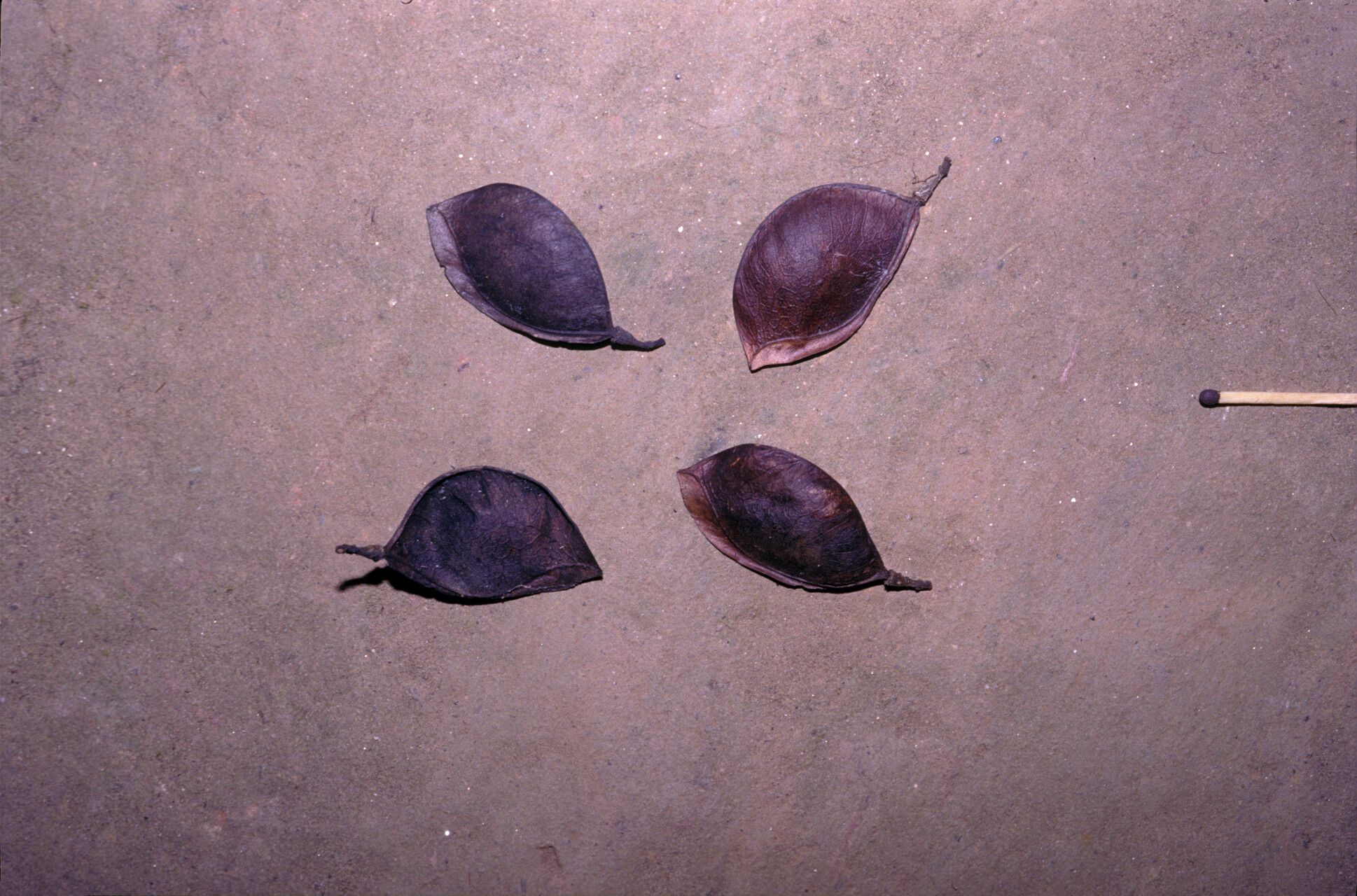 Peltogyne lecointei — related species from the same genus