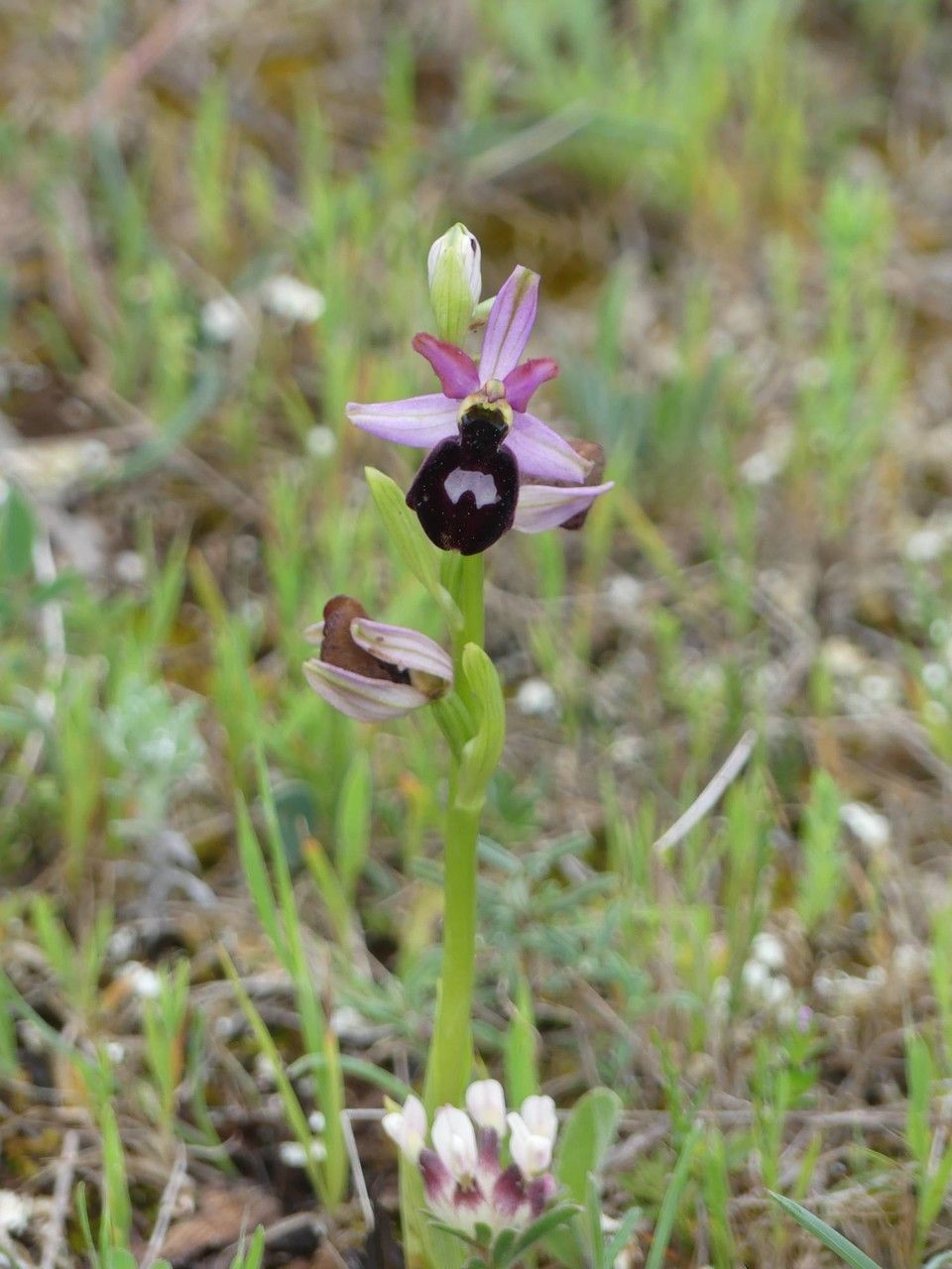 Ophrys magniflora habit