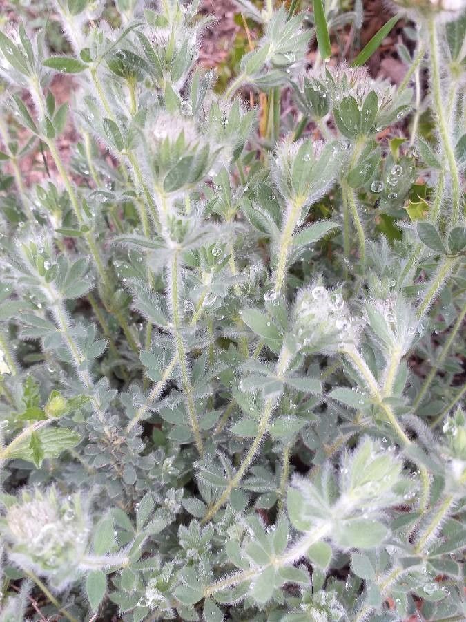 Dorycnium hirsutum leaf