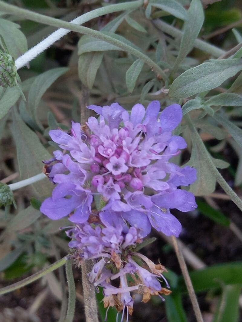 Scabiosa holosericea flower