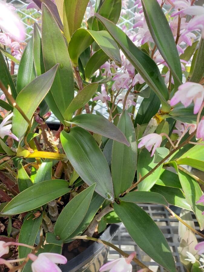 Dendrobium speciosum