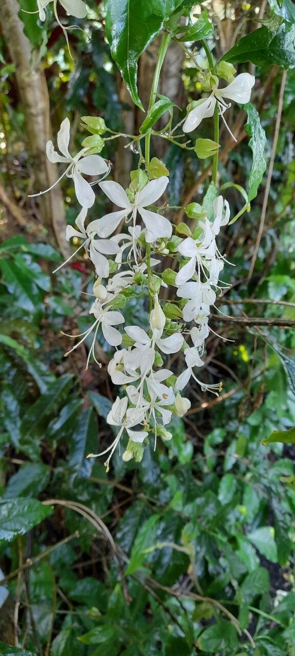 Clerodendrum wallii flower
