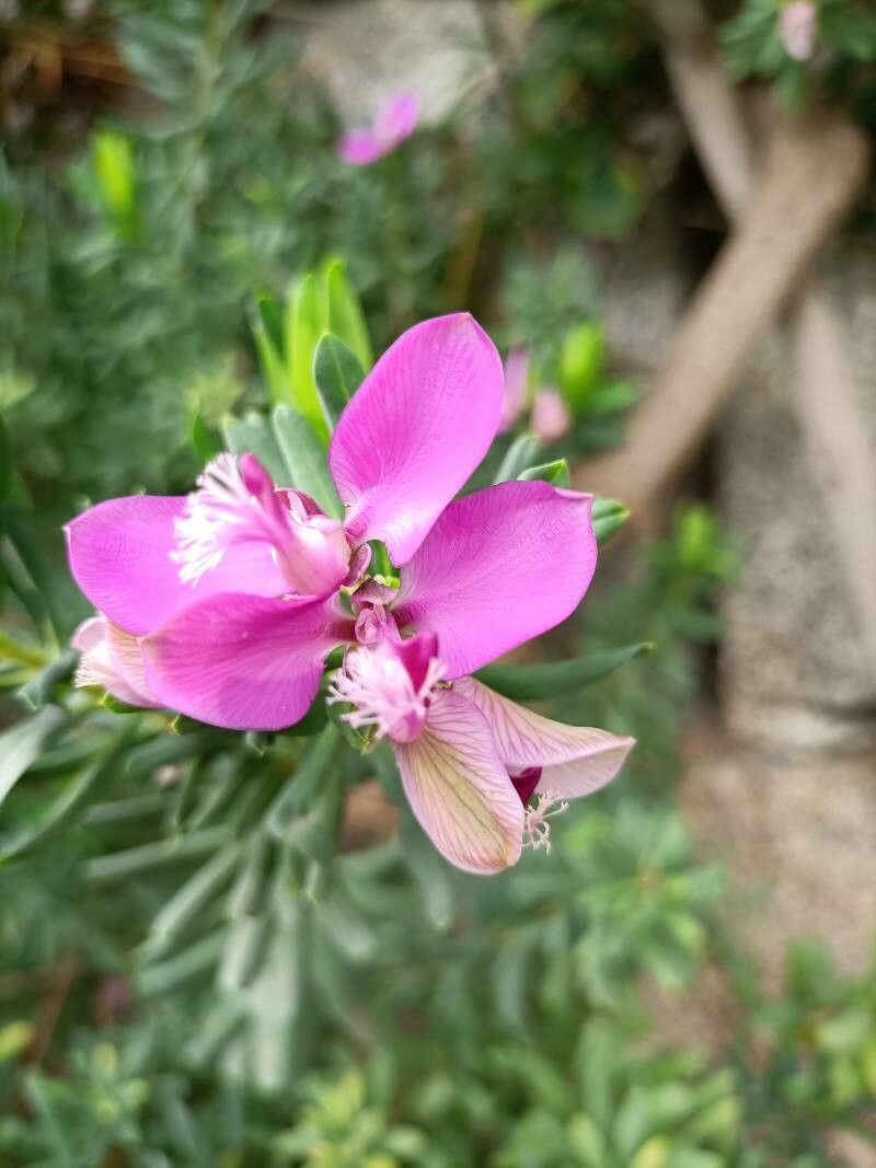 Polygala × dalmaisiana flower