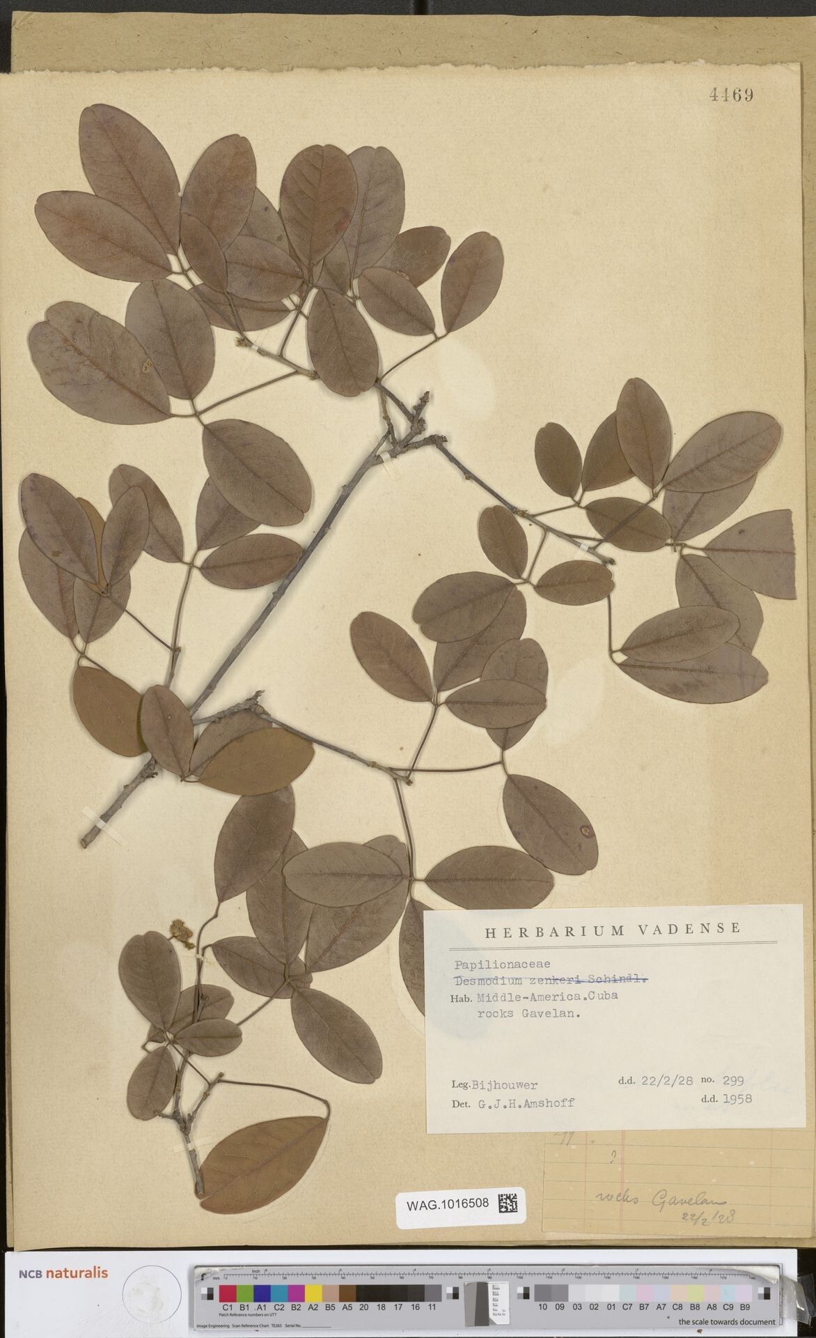 Grona zenkeri — houseplant care guide