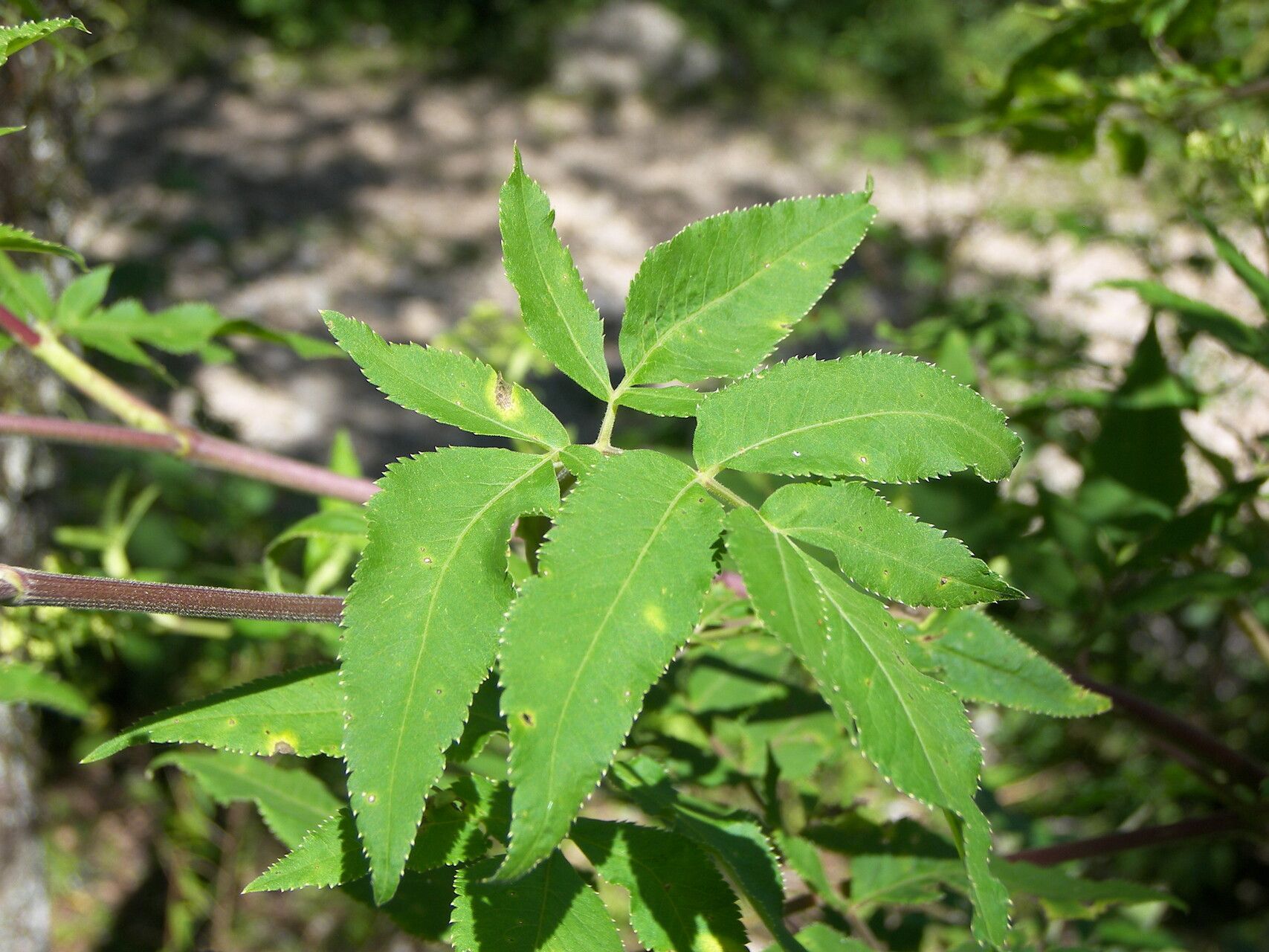 Arracacia atropurpurea — related species from the same genus