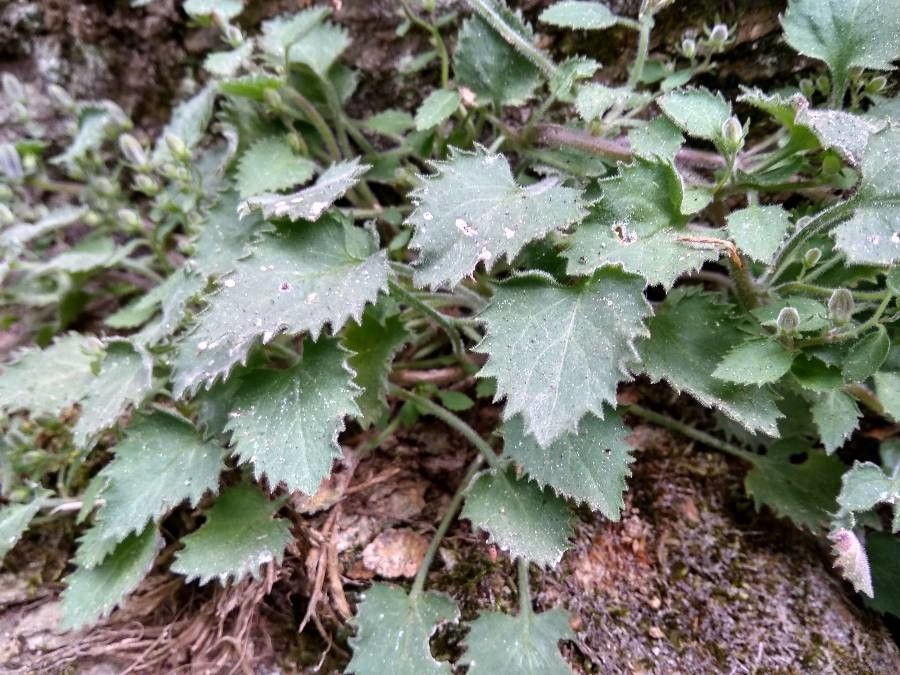 Campanula elatines — search result for 'Campanula'