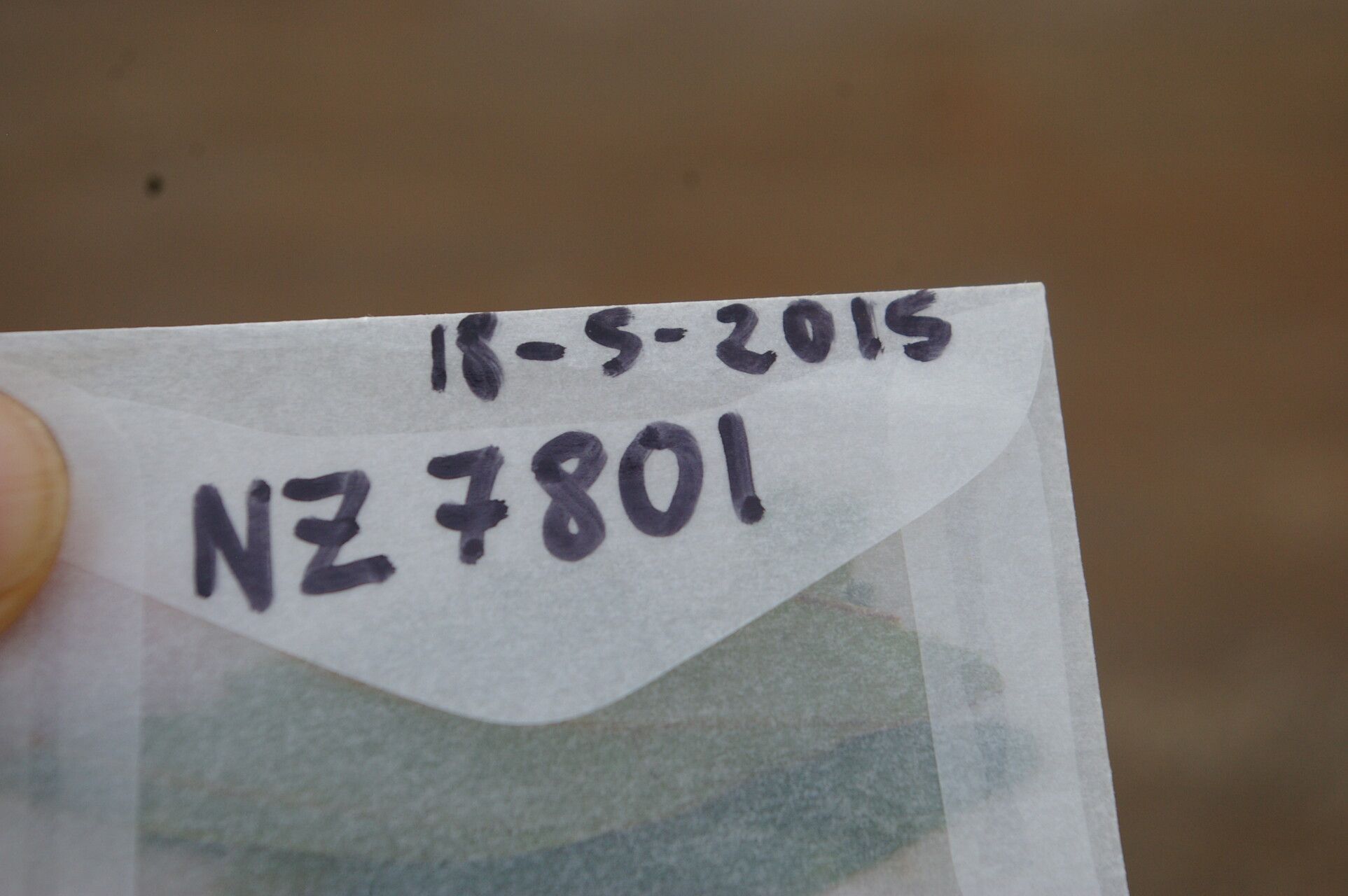 Beilschmiedia alloiophylla other