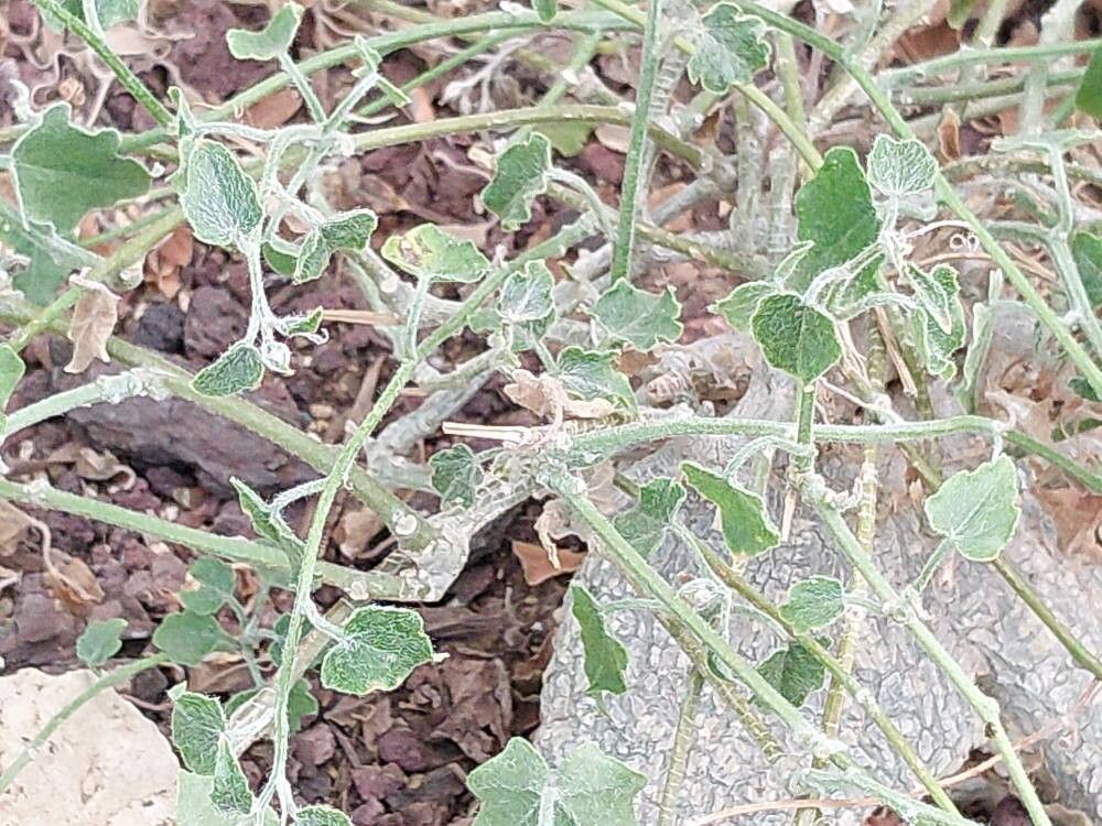 Xerosicyos pubescens bark