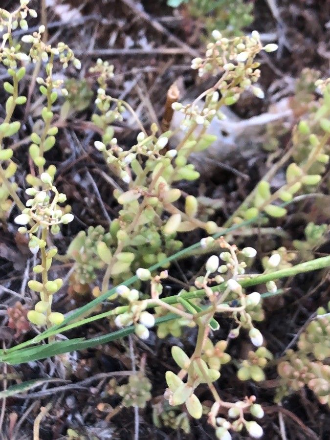 Sedum gypsicola fruit